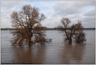 Klicke auf die Grafik für eine größere Ansicht 

Name:	Hochwasser Duisburg 9.1.2011 056.jpg 
Hits:	164 
Größe:	95,4 KB 
ID:	253217